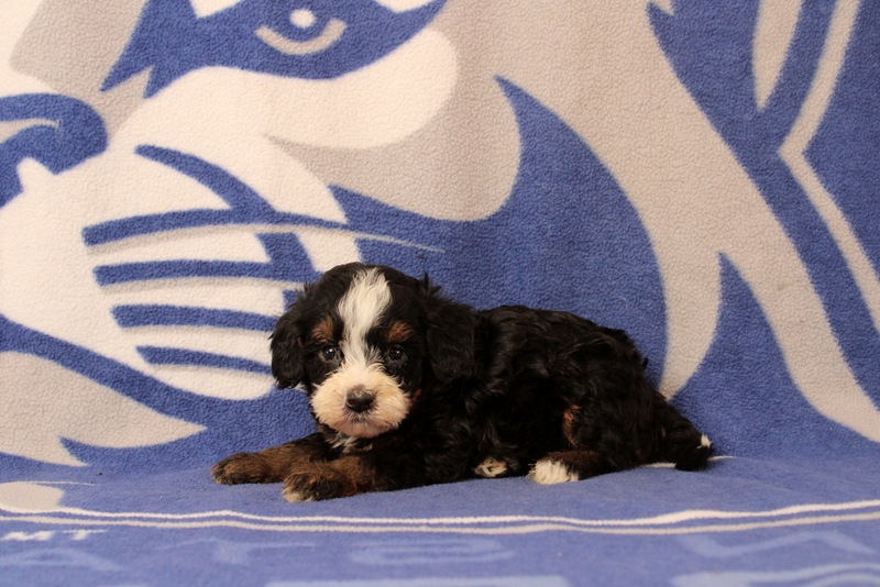 puppy, for, sale, Mini Bernedoodle F1, Matthew B. Stoltzfus, dog, breeder, Gap, PA, dog-breeder, puppy-for-sale, forsale, nearby, find, puppyfind, locator, puppylocator, aca